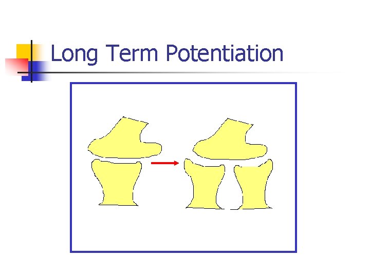 Long Term Potentiation 