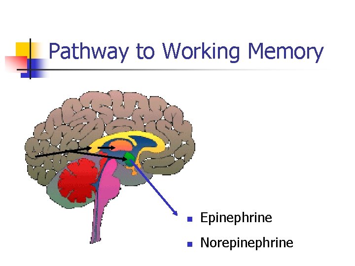 Pathway to Working Memory n Epinephrine n Norepinephrine 