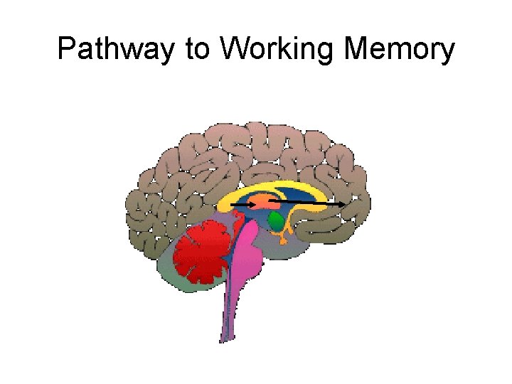 Pathway to Working Memory 