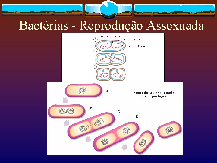 Bactérias - Reprodução Assexuada 