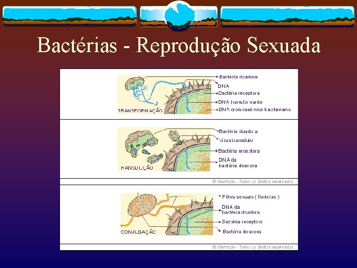 Bactérias - Reprodução Sexuada 