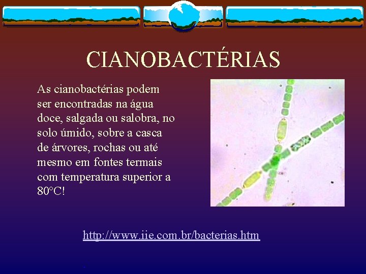 CIANOBACTÉRIAS As cianobactérias podem ser encontradas na água doce, salgada ou salobra, no solo