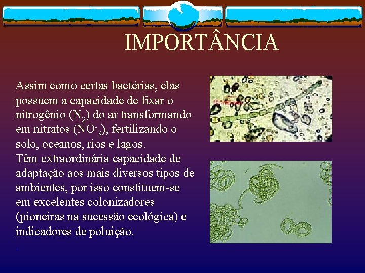 IMPORT NCIA Assim como certas bactérias, elas possuem a capacidade de fixar o nitrogênio