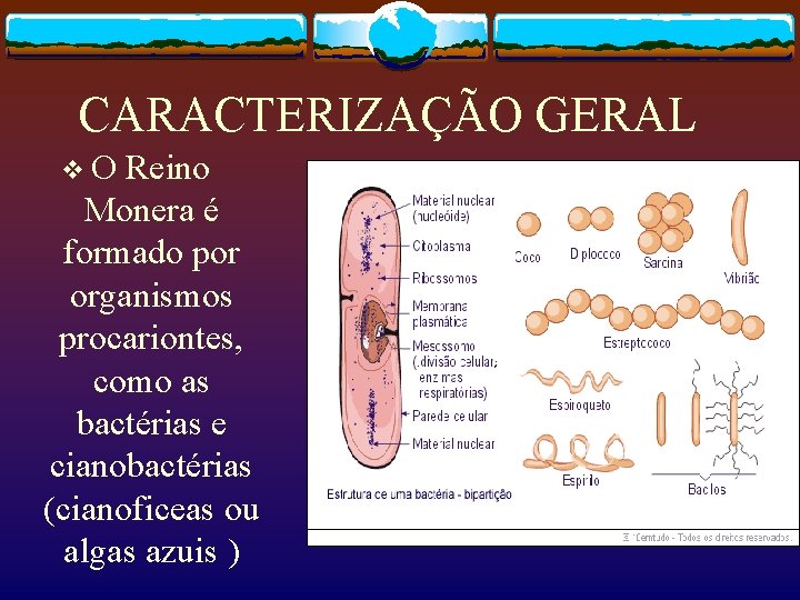 CARACTERIZAÇÃO GERAL v O Reino Monera é formado por organismos procariontes, como as bactérias