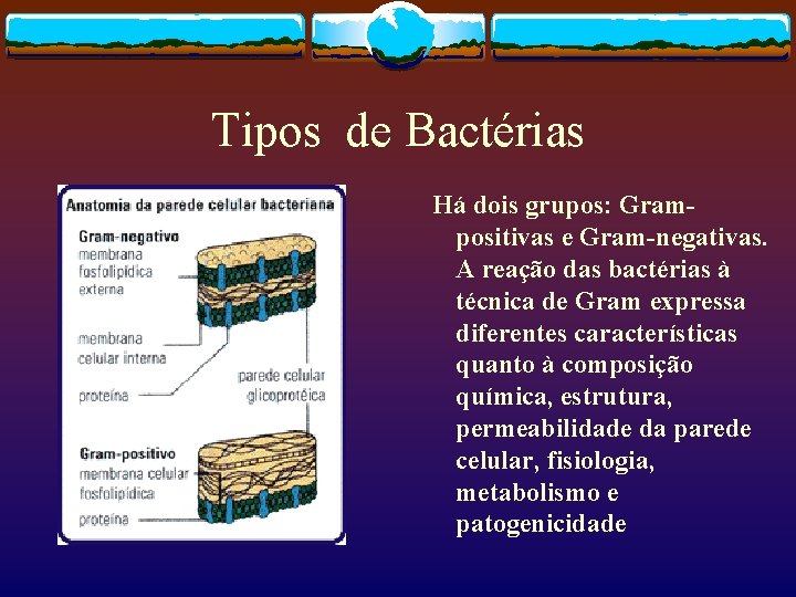 Tipos de Bactérias Há dois grupos: Grampositivas e Gram-negativas. A reação das bactérias à