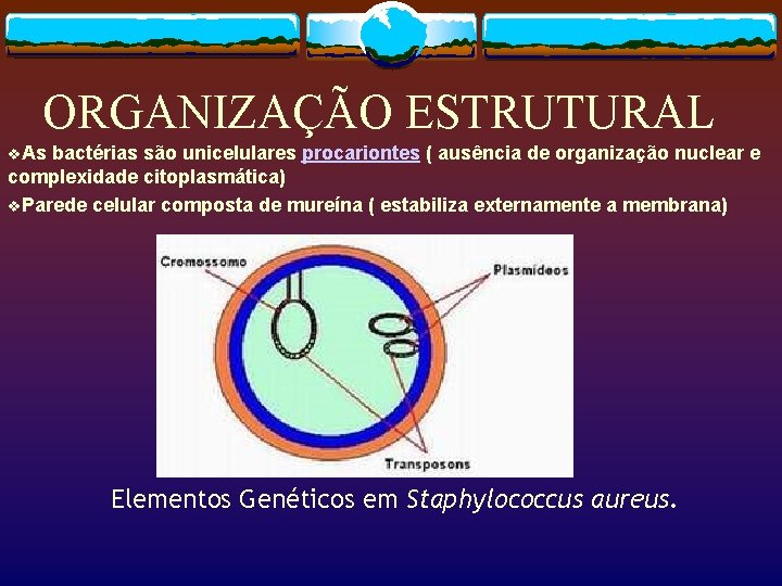 ORGANIZAÇÃO ESTRUTURAL v. As bactérias são unicelulares procariontes ( ausência de organização nuclear e