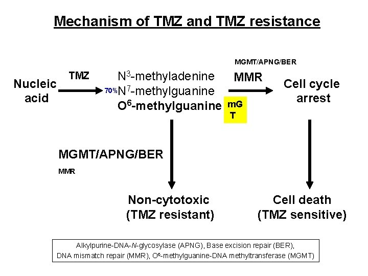 Mechanism of TMZ and TMZ resistance MGMT/APNG/BER Nucleic acid TMZ N 3 -methyladenine MMR