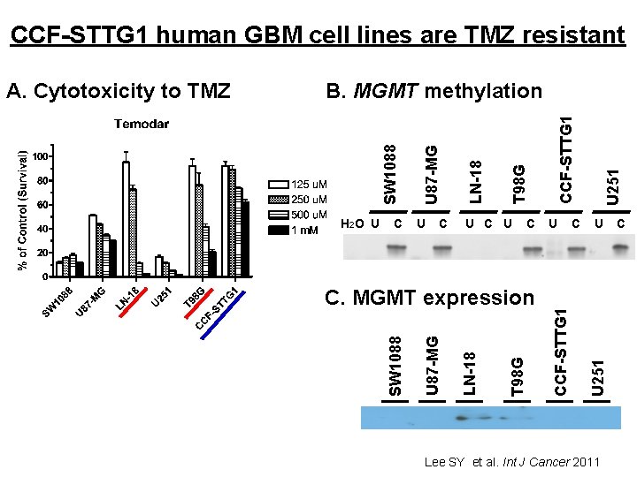 CCF-STTG 1 human GBM cell lines are TMZ resistant U 251 CCF-STTG 1 T