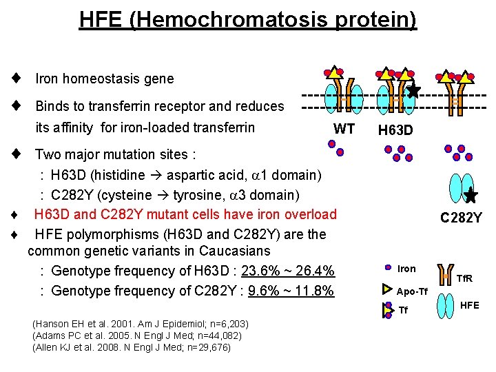 HFE (Hemochromatosis protein) Iron homeostasis gene Binds to transferrin receptor and reduces its affinity