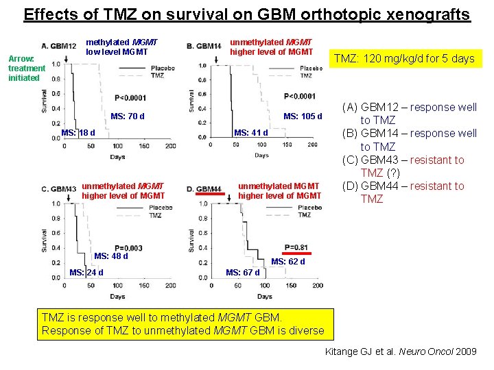 Effects of TMZ on survival on GBM orthotopic xenografts Arrow: treatment initiated methylated MGMT