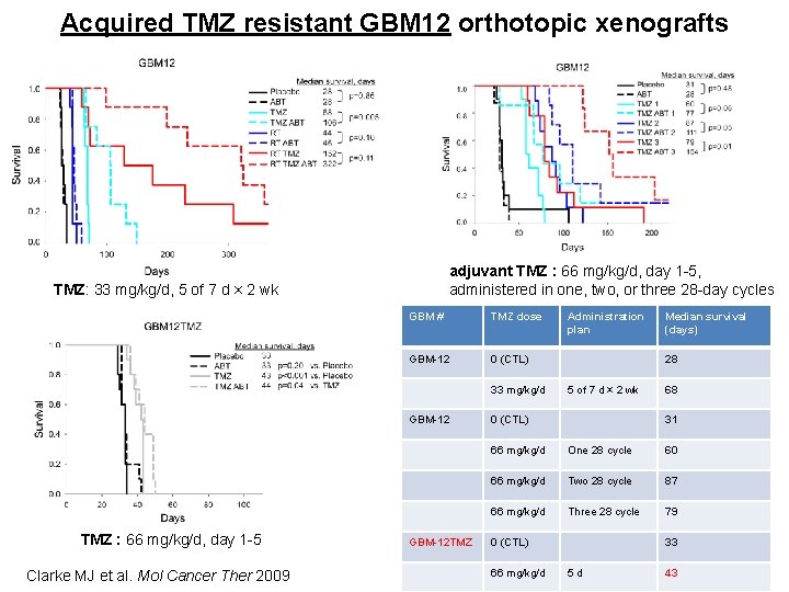 Acquired TMZ resistant GBM 12 orthotopic xenografts adjuvant TMZ : 66 mg/kg/d, day 1
