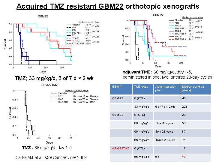 Acquired TMZ resistant GBM 22 orthotopic xenografts adjuvant TMZ : 66 mg/kg/d, day 1