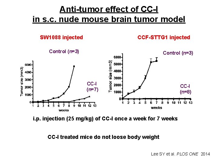 Anti-tumor effect of CC-I in s. c. nude mouse brain tumor model SW 1088