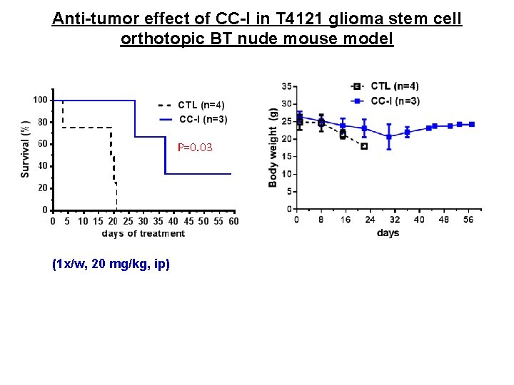 Anti-tumor effect of CC-I in T 4121 glioma stem cell orthotopic BT nude mouse