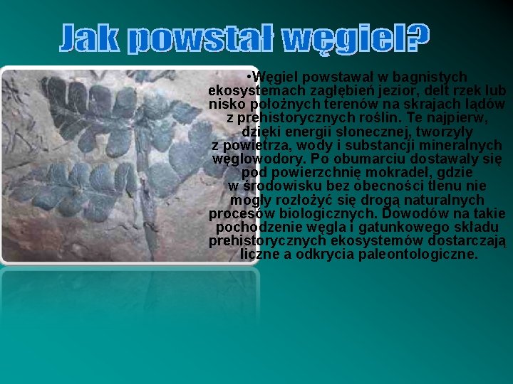  • Węgiel powstawał w bagnistych ekosystemach zagłębień jezior, delt rzek lub nisko położnych