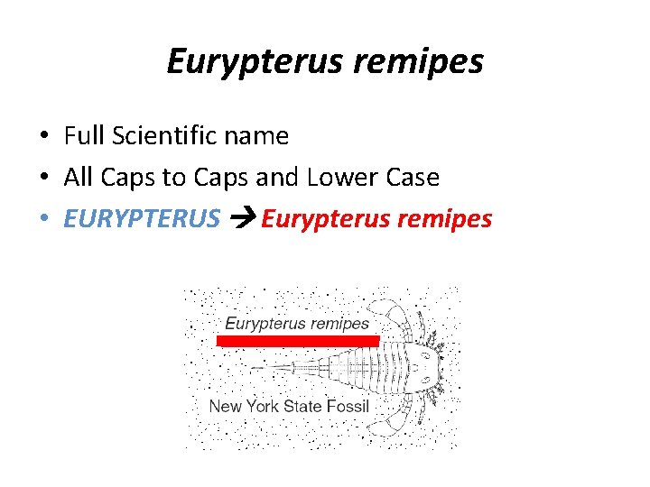 Eurypterus remipes • Full Scientific name • All Caps to Caps and Lower Case