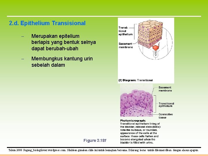 2. d. Epithelium Transisional – Merupakan epitelium berlapis yang bentuk selnya dapat berubah-ubah –