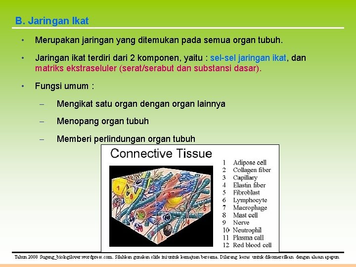 B. Jaringan Ikat • Merupakan jaringan yang ditemukan pada semua organ tubuh. • Jaringan