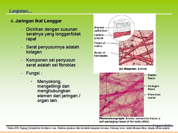 Lanjutan… 4. Jaringan Ikat Longgar – Dicirikan dengan susunan seratnya yang longgar/tidak rapat –