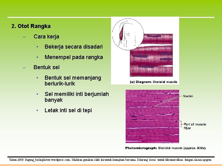 2. Otot Rangka – – Cara kerja • Bekerja secara disadari • Menempel pada