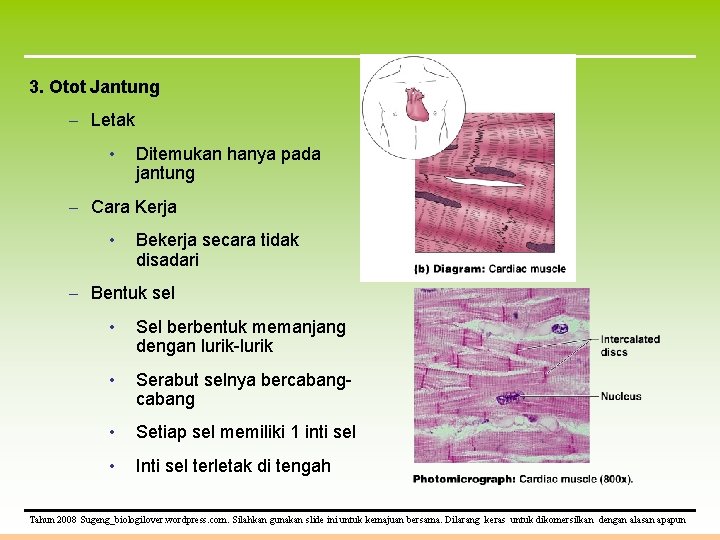 3. Otot Jantung – Letak • Ditemukan hanya pada jantung – Cara Kerja •