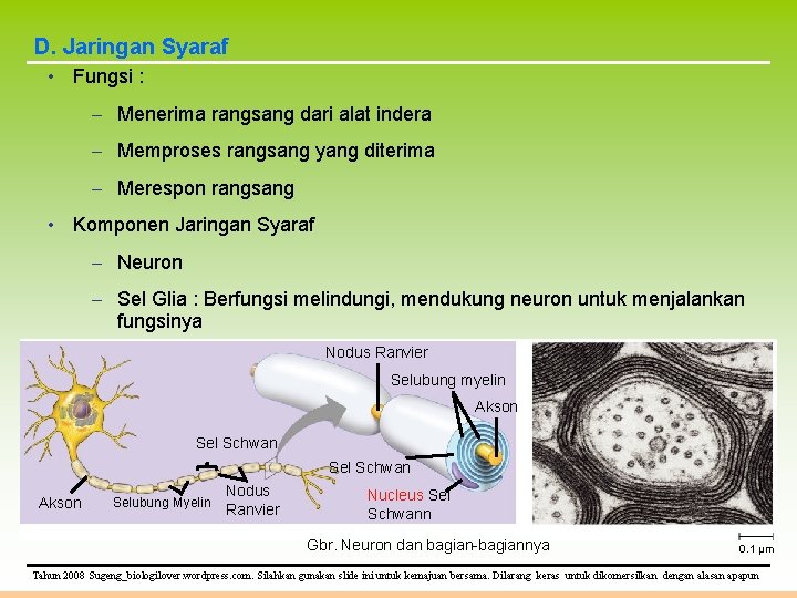 D. Jaringan Syaraf • Fungsi : – Menerima rangsang dari alat indera – Memproses