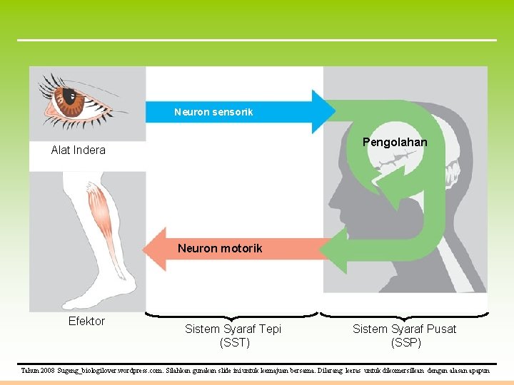 Neuron sensorik Pengolahan Alat Indera Neuron motorik Efektor Sistem Syaraf Tepi (SST) Sistem Syaraf