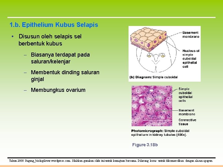 1. b. Epithelium Kubus Selapis • Disusun oleh selapis sel berbentuk kubus – Biasanya