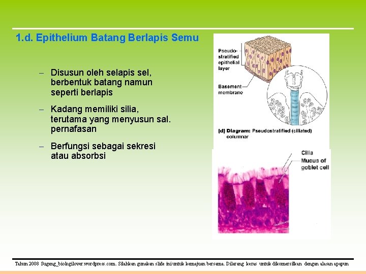 1. d. Epithelium Batang Berlapis Semu – Disusun oleh selapis sel, berbentuk batang namun