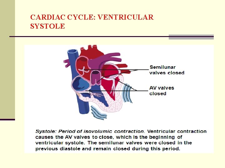 CARDIAC CYCLE: VENTRICULAR SYSTOLE 