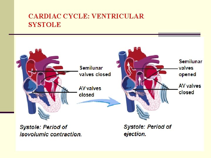 CARDIAC CYCLE: VENTRICULAR SYSTOLE 