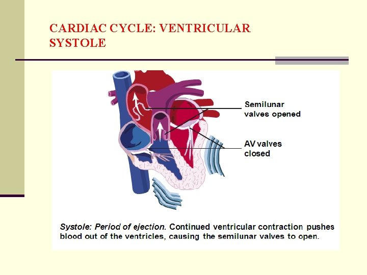 CARDIAC CYCLE: VENTRICULAR SYSTOLE 