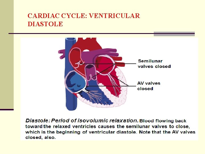 CARDIAC CYCLE: VENTRICULAR DIASTOLE 