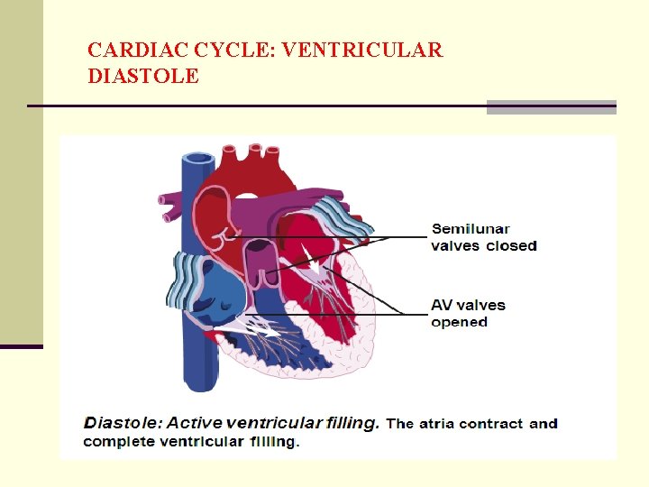 CARDIAC CYCLE: VENTRICULAR DIASTOLE 