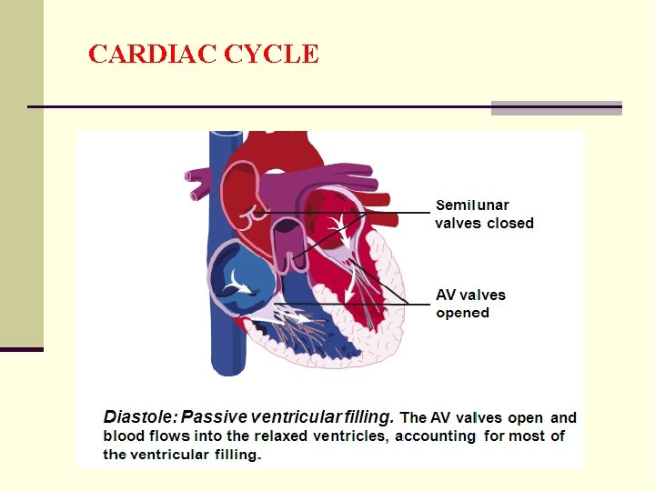 CARDIAC CYCLE 