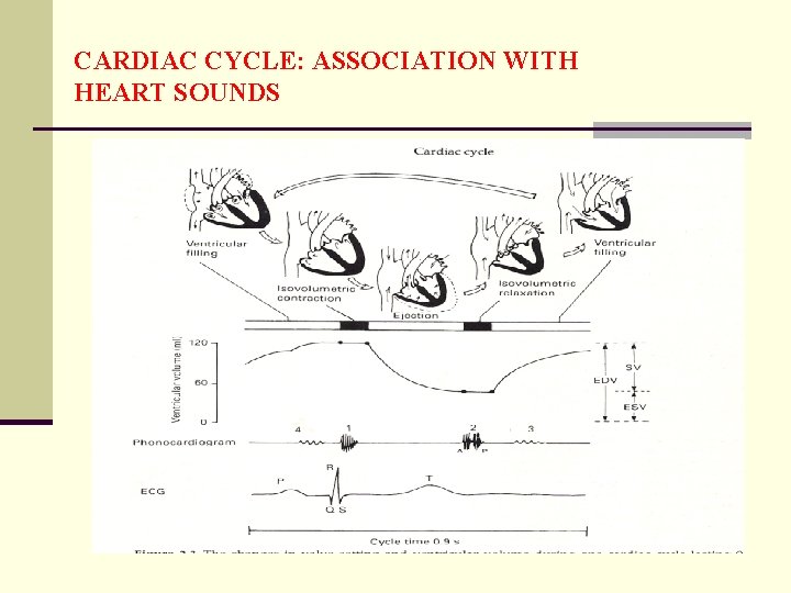 CARDIAC CYCLE: ASSOCIATION WITH HEART SOUNDS 