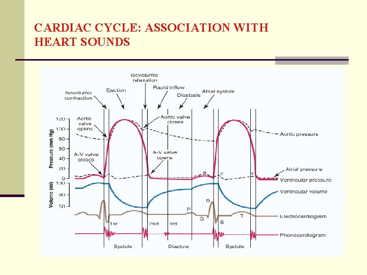 CARDIAC CYCLE: ASSOCIATION WITH HEART SOUNDS 