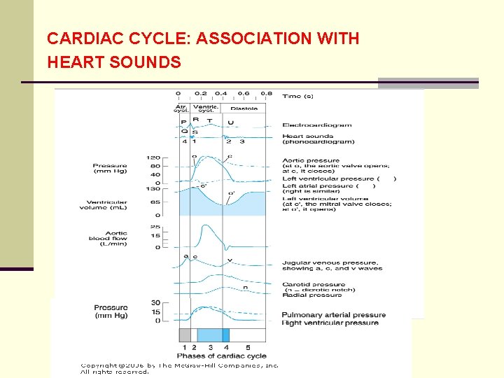 CARDIAC CYCLE: ASSOCIATION WITH HEART SOUNDS 