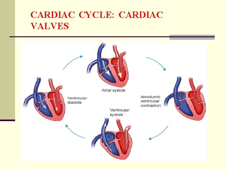 CARDIAC CYCLE: CARDIAC VALVES 