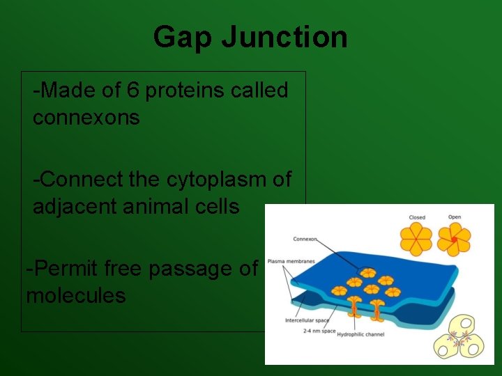 Gap Junction -Made of 6 proteins called connexons -Connect the cytoplasm of adjacent animal Gap Junction -Made of 6 proteins called connexons -Connect the cytoplasm of adjacent animal