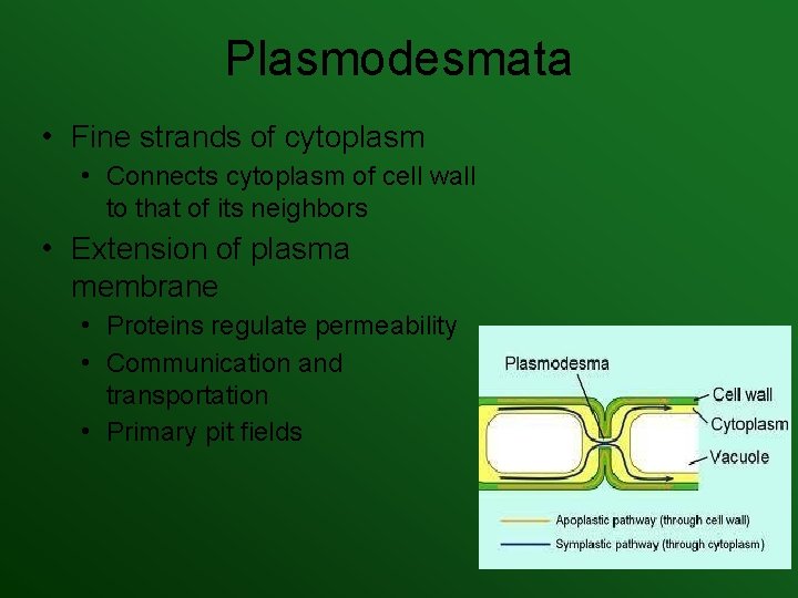 Plasmodesmata • Fine strands of cytoplasm • Connects cytoplasm of cell wall to that Plasmodesmata • Fine strands of cytoplasm • Connects cytoplasm of cell wall to that