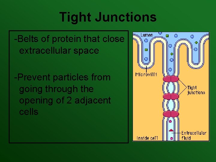 Tight Junctions -Belts of protein that close extracellular space -Prevent particles from going through Tight Junctions -Belts of protein that close extracellular space -Prevent particles from going through