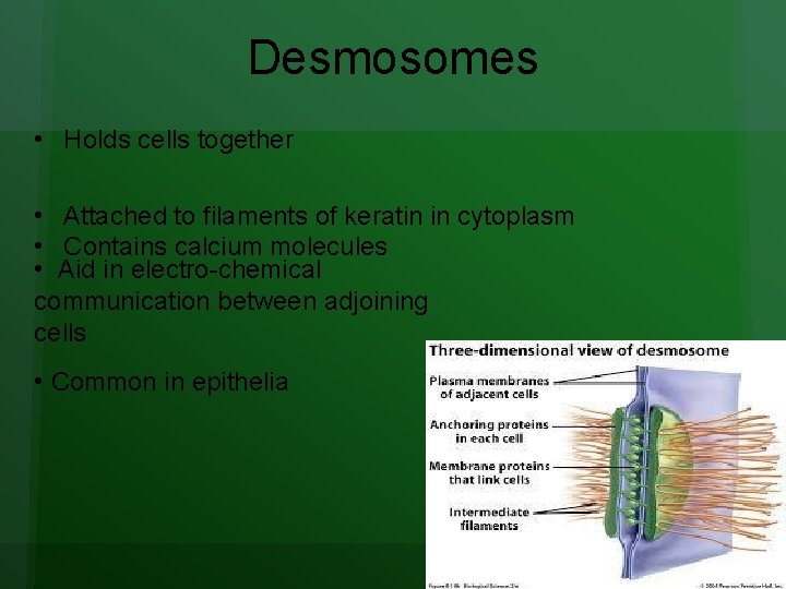 Desmosomes • Holds cells together • Attached to filaments of keratin in cytoplasm • Desmosomes • Holds cells together • Attached to filaments of keratin in cytoplasm •