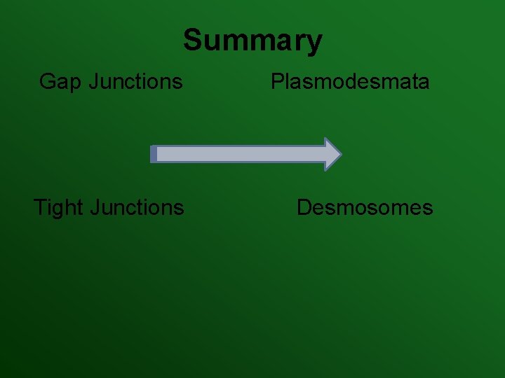 Summary Gap Junctions Plasmodesmata Tight Junctions Desmosomes Summary Gap Junctions Plasmodesmata Tight Junctions Desmosomes