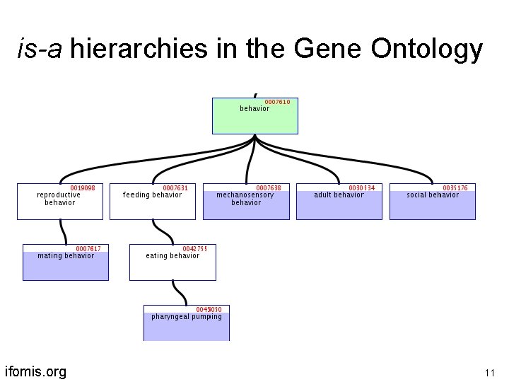 is-a hierarchies in the Gene Ontology ifomis. org 11 