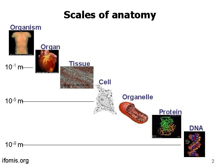 Scales of anatomy Organism Organ 10 -1 m Tissue Cell 10 -5 m Organelle