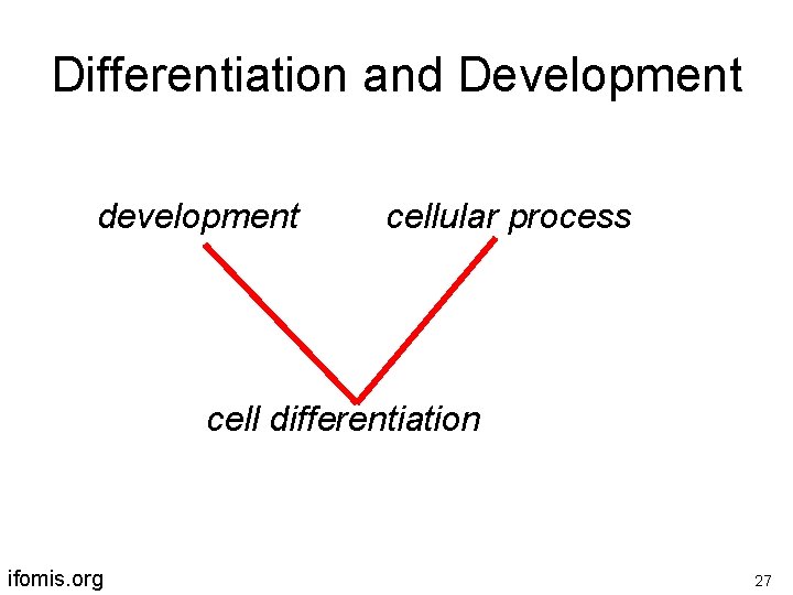 Differentiation and Development development cellular process cell differentiation ifomis. org 27 