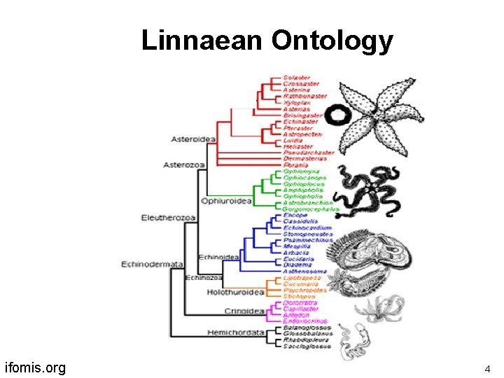 Linnaean Ontology ifomis. org 4 