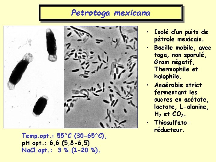 Petrotoga mexicana Temp. opt. : 55°C (30 -65°C), p. H opt. : 6, 6