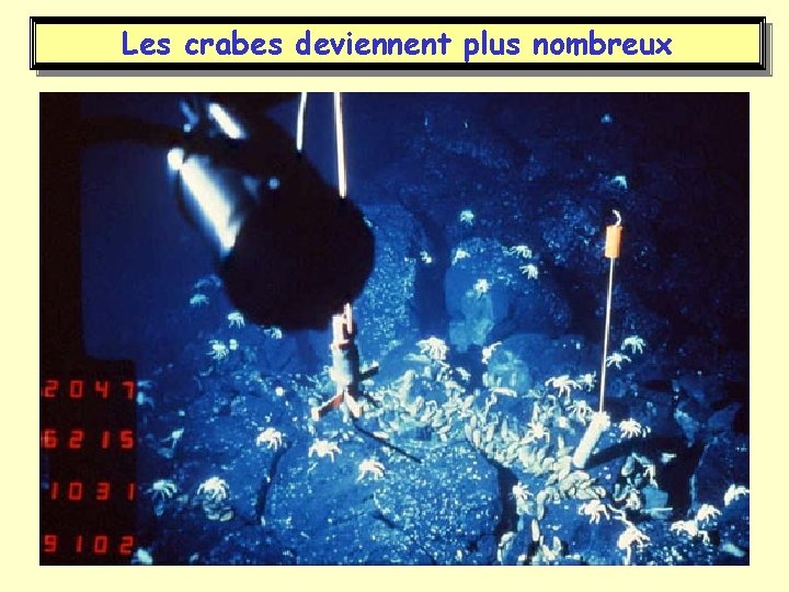 Les crabes deviennent plus nombreux 